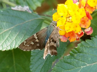[The butterfly perches on a yellow lantana bloom with its right wing covering much of the blue part of its body. The far wing is completely visible with its white patches on the brown background. The brown antenna stick out from its head and its tongue is extended into the flower. ]